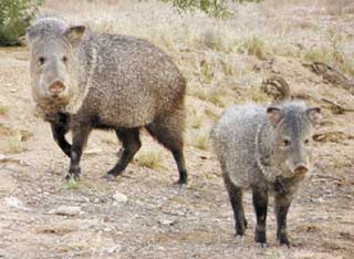 javelina